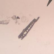 microscopio-07