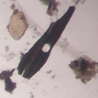 microscopio-11