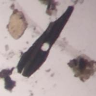 microscopio-11